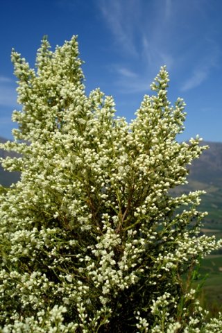 Erica leucanthera